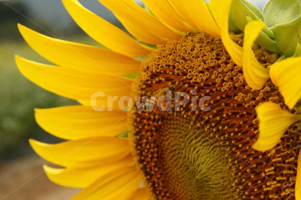 해바라기,여름,해바라기꽃,식물,해바라기씨,꽃잎,벌,여름,계절,summer,season,가을,fall,autumn,식물,자연,plants,nature,꽃,flower,동물,animal,곤충,벌레,insect,bug,plant