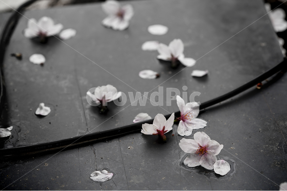 벚꽃,꽃,계절,봄,봄꽃,플라워,flower,날씨,화이트,흰색,하얀색,생명,생물