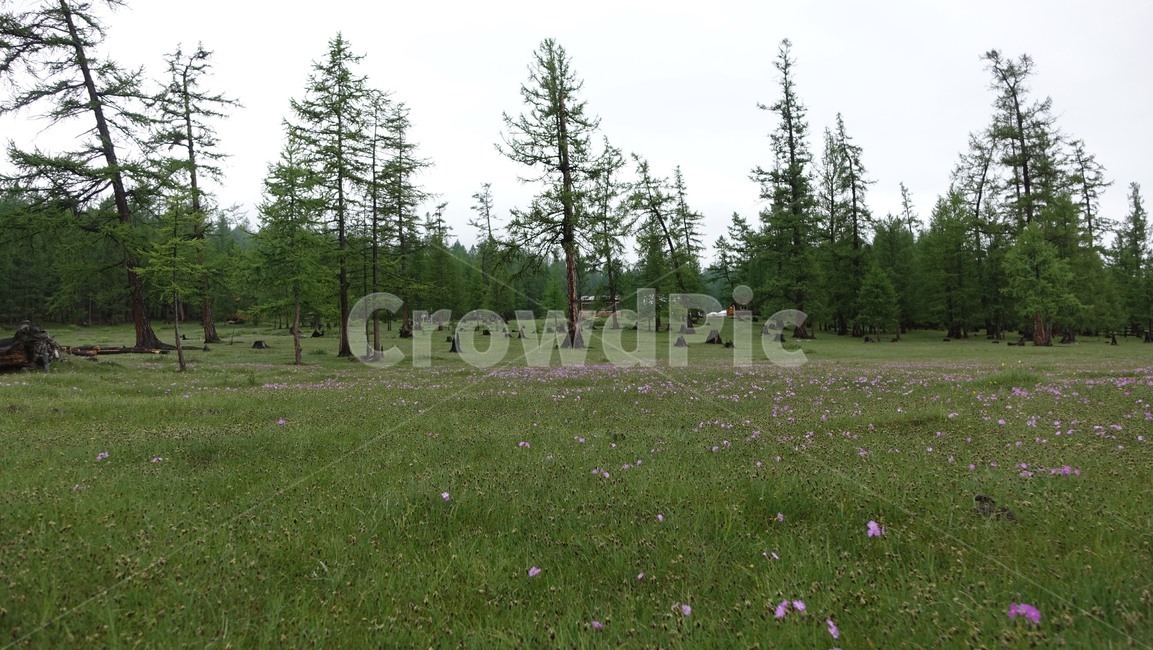 nature,자연,field,들,outdoors,옥외,grassland,목초지,green,몽골,초원,몽고,MONGOLIA,홉스굴