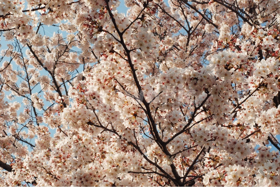 봄,벚꽃,하늘,나무,꽃,자연,바람,분홍색