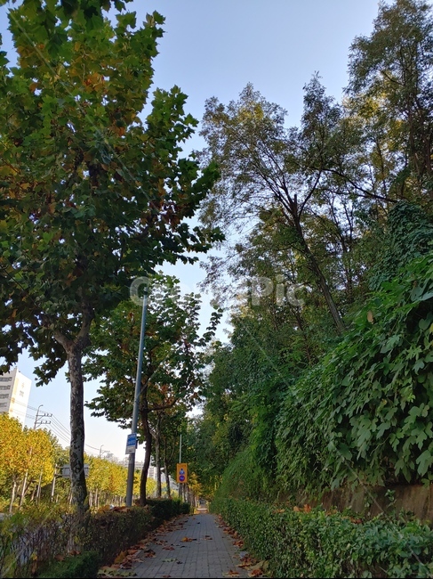 가로수,길,나무,가을,하늘나무,tree,식물,자연,plants,nature,나무,trees,wood