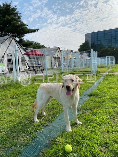 labradorretriever,래브라도리트리버,animal,동물,pet,애완동물,dog,개,반려견