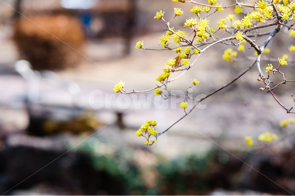 꽃,봄,겨울,노란색,봄꽃,식물,자연,plants,nature,꽃,flower