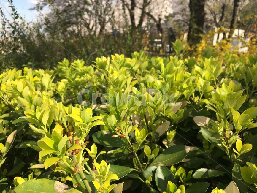 봄꽃,초록잎,봄새싹,봄이미지,연두색,식물,자연,plants,nature