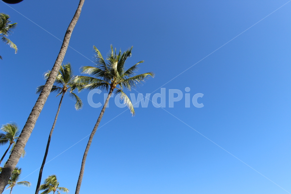 야자수,나무,palmtree,tree,plant,여름,summer,식물,하와이,하늘,바람,blue,sky,wind