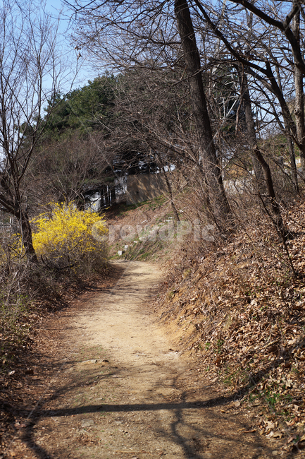 오솔길,야산,전원,개나리,봄,노란색,꽃,영춘화,자연