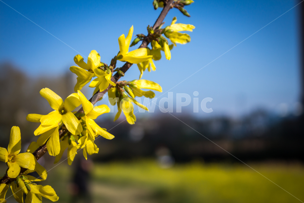 개나리,꽃,개나리꽃,flower,blossom,자연,nature,봄,봄꽃,spring