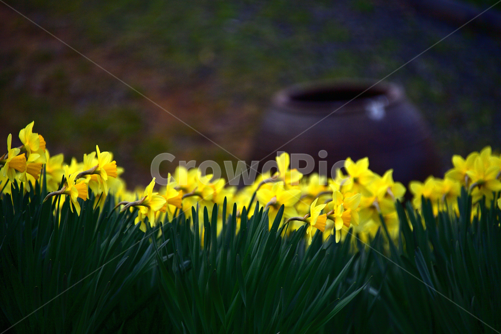 수선화,노랑,풍경,봄,봄꽃,식물,자연,꽃,감성,봄,계절,spring,season,식물,자연,plants,nature,꽃,flower,plant,blossom