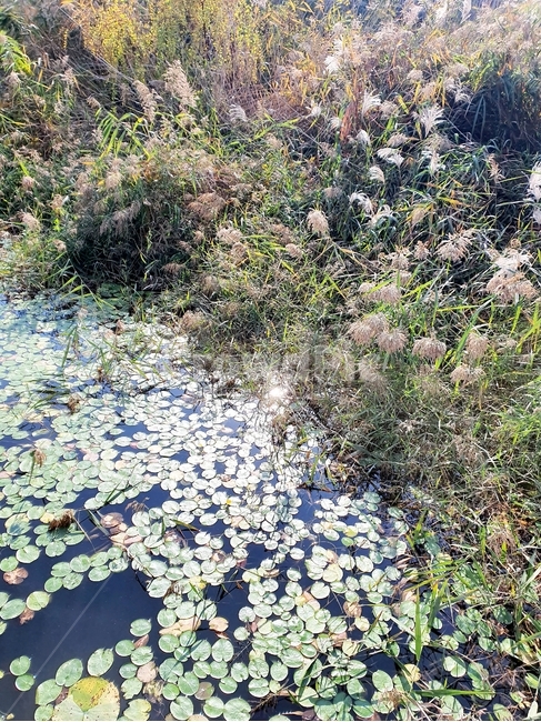 가을,갈대,연꽃,공원,호수,슾지,연못,식물,자연,plants,nature