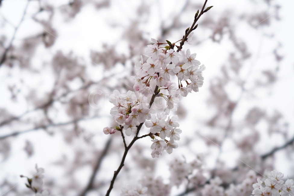 꽃,봄,계절,식물,plent,flower,자연,벚꽃,하얀색