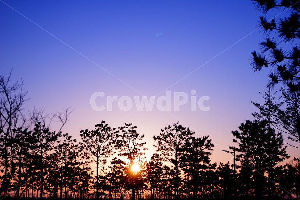 풍경,자연,일몰,노을,나무,다대포,다대포해수욕장,부산,landscape,nature,sunset,자연,풍경,nature,landscape,식물,plants,나무,trees,wood,실루엣,그림자,silhouette,shadow,light,빛,flare,플레어