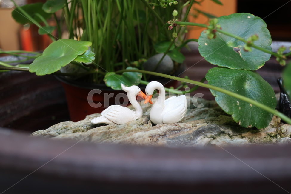 plant,식물,오리,사랑,천생연분,백조,동물,animal,조류,새,birds