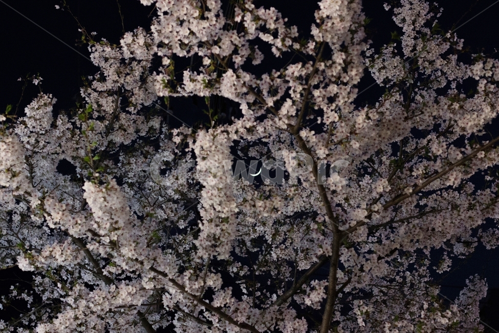 벚꽃,밤벚꽃,초승달,벚꽃야경,풍경,야간벚꽃,꽃,달,봄,계절,spring,season,야경,밤,풍경,nightscape,night,landscape,plant,식물,blossom,cherry blossom,flower