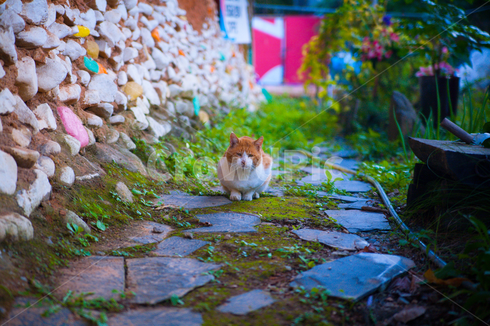 고양이,길고양이,cat,동물,설치류,animal,포유류,동물,animal,포유류,mammal,고양이,cat,kitten,kitty