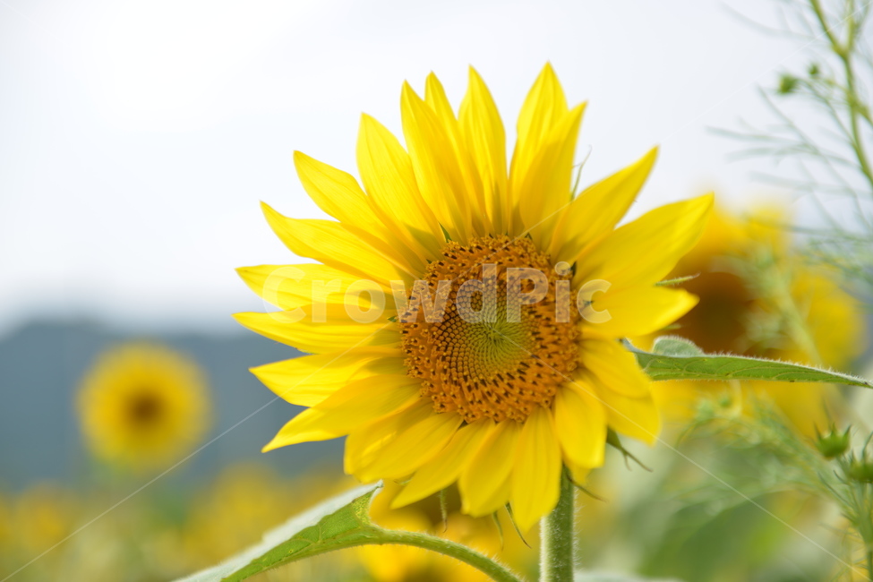 해바라기,가을,감성,식물,flower,꽃