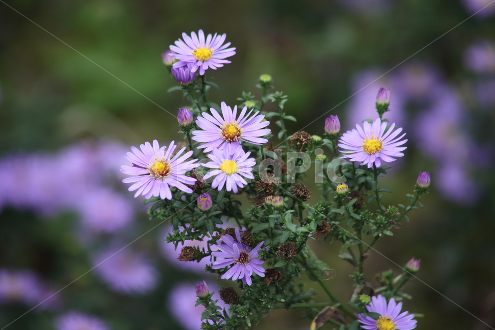 아스타,국화과,montaneaster,aster,flower,식물,자연,plants,nature,꽃,flower
