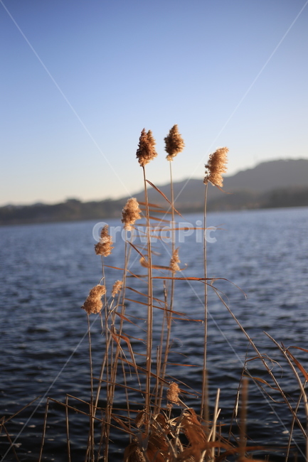 갈대,억새,신성리갈대밭,자연,풍경,가을,갈대밭,grass,잔디,plant,식물,lawn