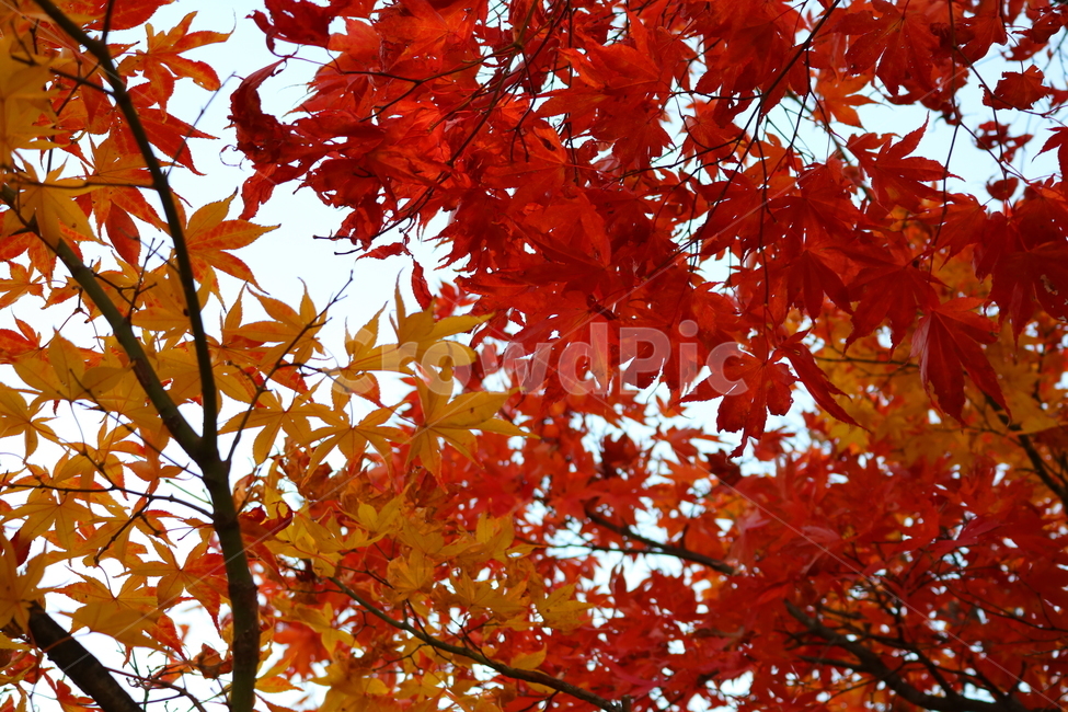 단풍,단풍나무,나무,식물,가을,자연,가을,계절,fall,autumn,season,식물,자연,plants,nature,leaf,잎,plant,tree,maple