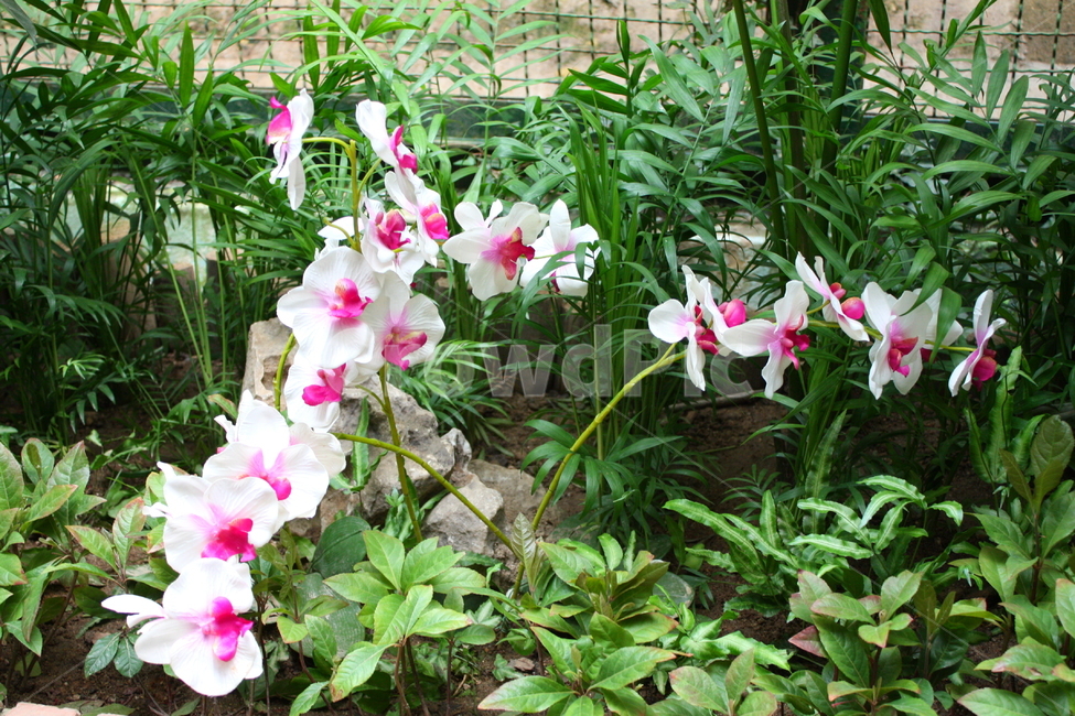 식물,꽃,plant,flower,blossom,식물,자연,plants,nature,꽃,flower