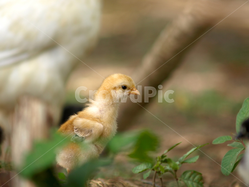 병아리,chick,yard,새끼,kid,동물,animal,조류,새,birds
