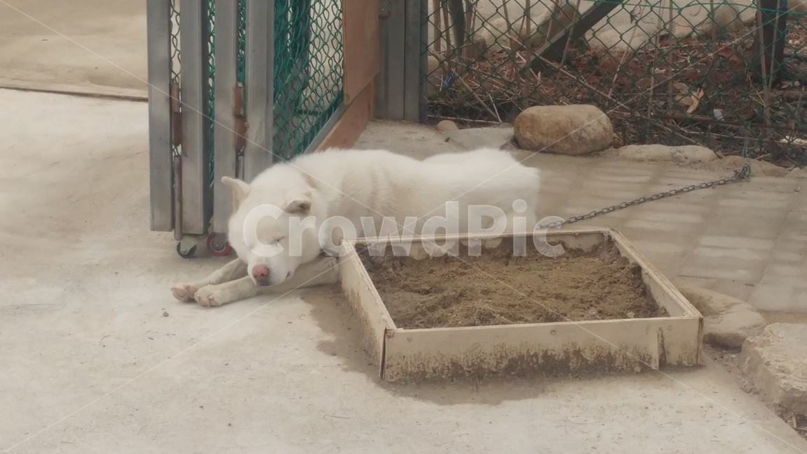 조는개,토종개,북한개,dog,개