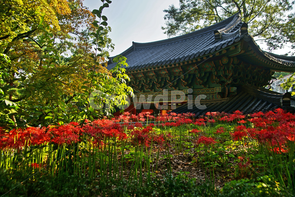 꽃무릇,석산,redspiderlily,길상사,가을,빨간꽃,일주문,전각,계절,사찰,한국전통,한국문화,korean traditional,korean culture,식물,자연,plants,nature,꽃,flower,건축물,건물외관,exterior,building,structure,architecture,construction