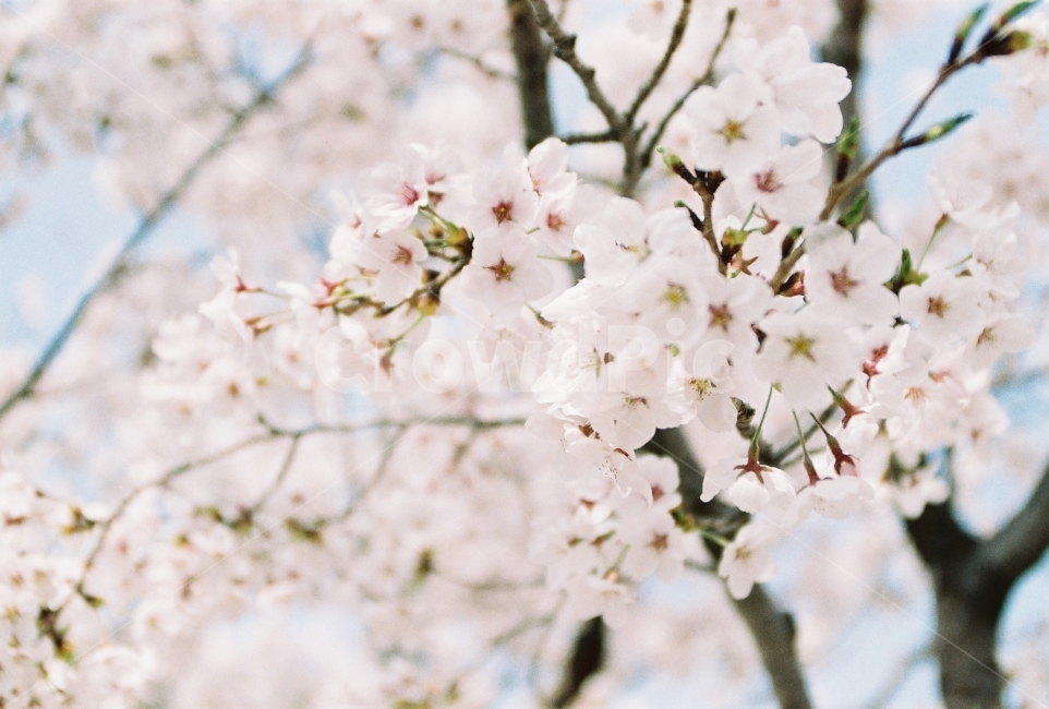 벚꽃,꽃,분홍,봄,벚꽃나무,분홍벚꽃,분홍색,따뜻함,봄,계절,spring,season,식물,자연,plants,nature,꽃,flower,감성,sensible,feeling,plant,blossom,cherry blossom