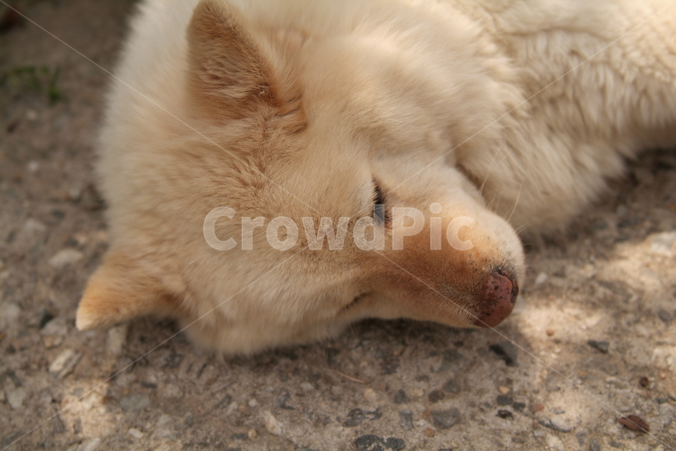 개,댕댕이,시골개,반려견,대형견,dog,흰개,백구,반려동물,동물,animal,포유류,mammal,개,강아지,dog,doggy
