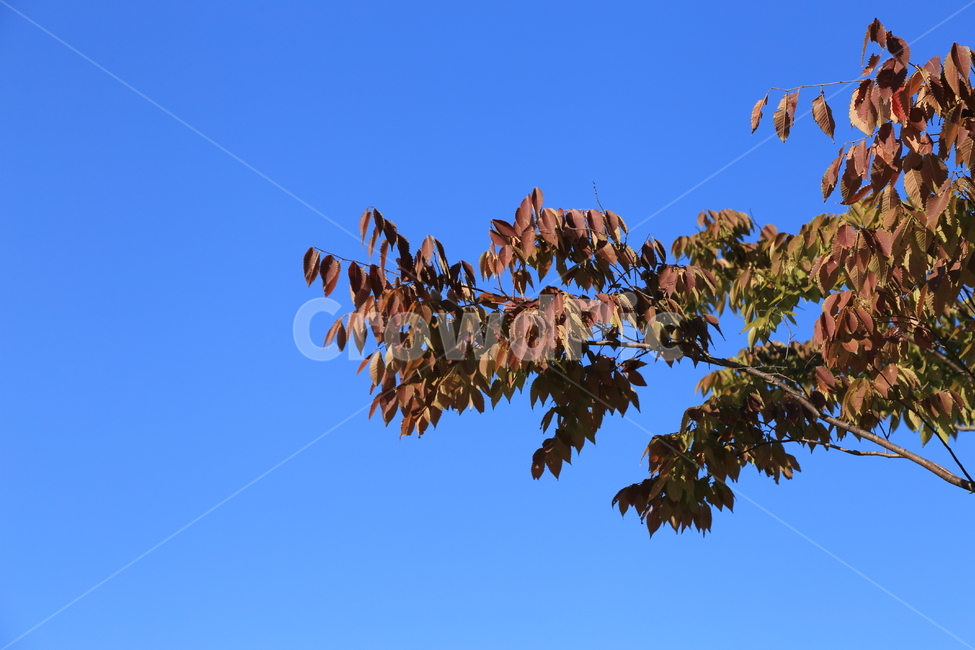 단풍,공원,단풍나무,가을하늘,공원나무,가을,계절,fall,autumn,season,leaf,잎,plant,식물