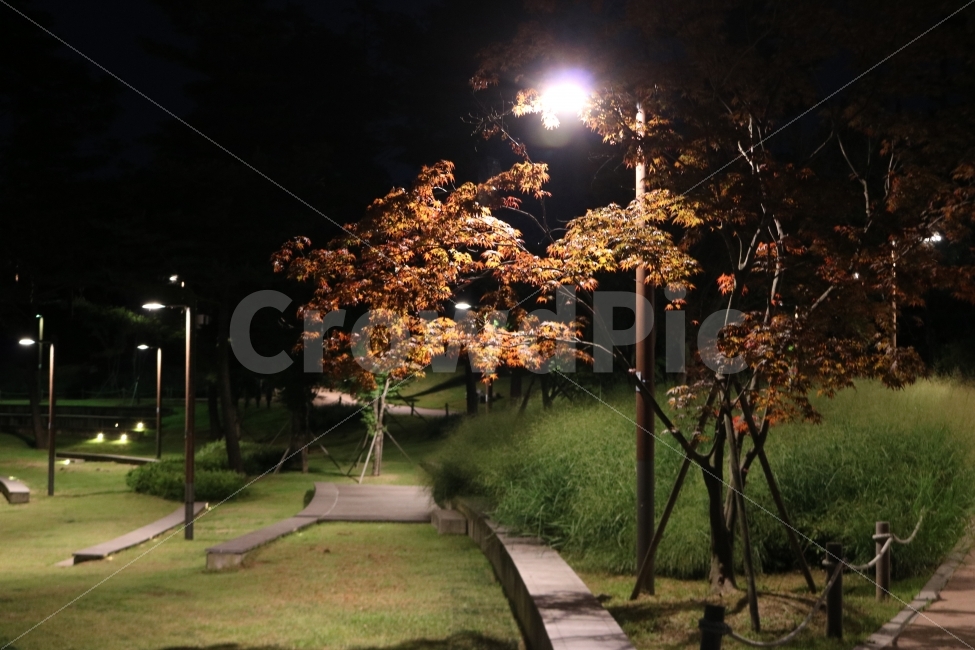 단풍,단풍나무,풍경,공원,산책로,야경,밤,풍경,nightscape,night,landscape
