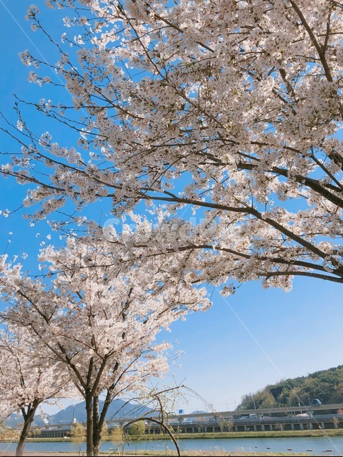봄,벚꽃,산,동천,순천만국가정원,봄,계절,spring,season,plant,식물,blossom,꽃,flower