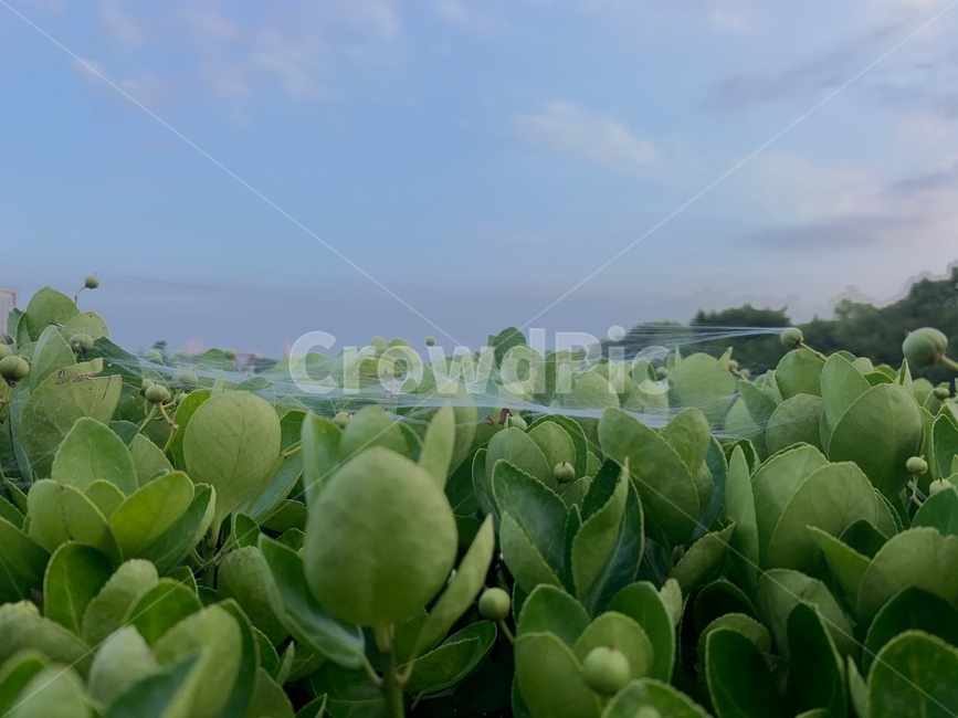 배경,하늘,감성,거미줄,outdoors,풍경,자연,nature,식물,plant,식물,자연,plants,nature,곤충,벌레,insect,bug