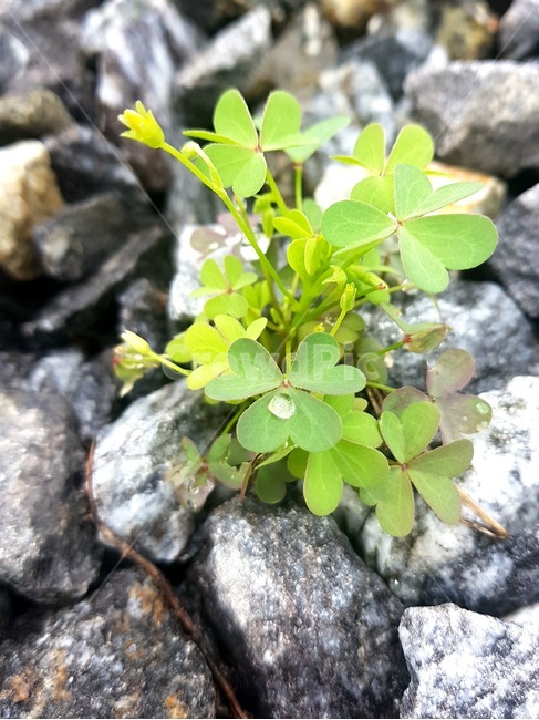 꽃,이슬,자갈,새벽이슬,이슬맺힌꽃