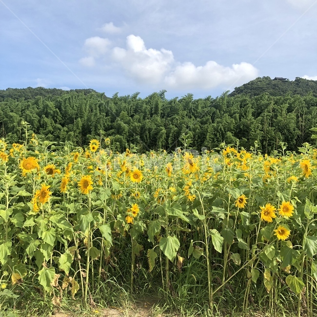 해바라기,여름,노란꽃,해바라기밭,태화강