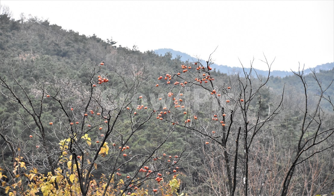 감나무,감,가을,늦가을,정경,식물,자연,plants,nature,나무,trees,wood,과일,열매,fruit
