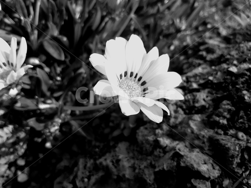 꽃,식물,돌,flower,plant