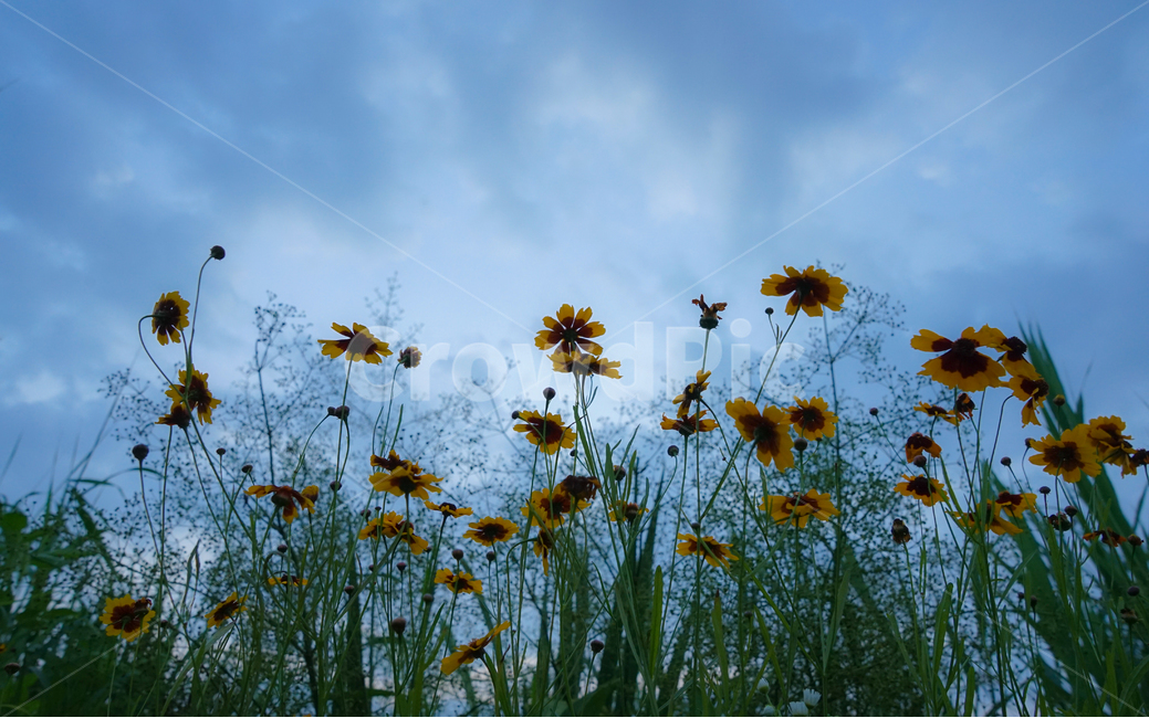 들,꽃,들꽃,야생화,자연,수변식물,하늘,구름,식물,자연,plants,nature,꽃,flower