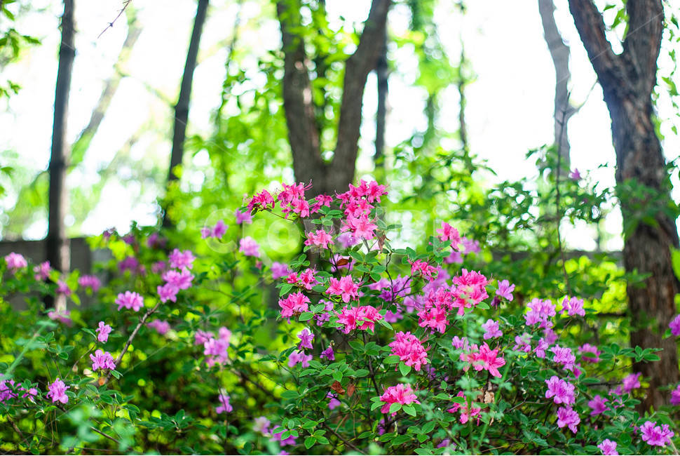 컬러,꽃,flower,여름,감성