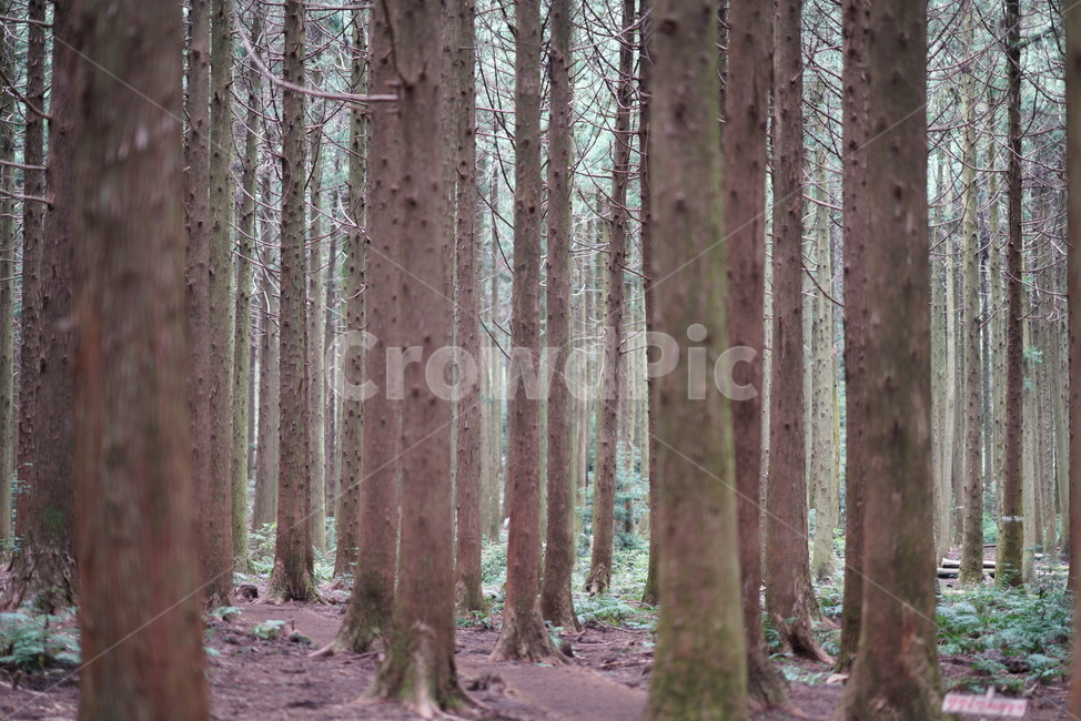 숲,나무,산림,사려니숲,제주도,신비한숲,제주도,jeju,jeju island,식물,자연,plants,nature,나무,trees,wood,tree,plant,tree trunk,나무 줄기