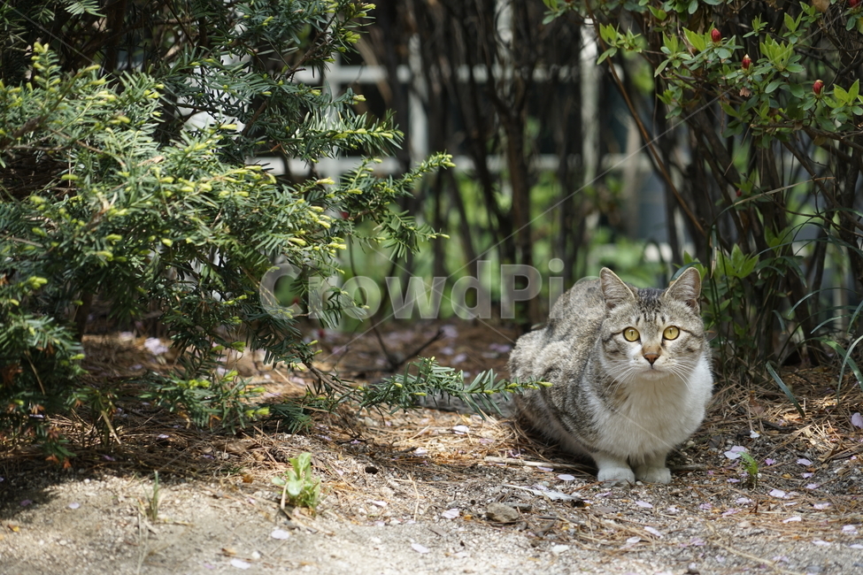고양이,동물,포유류,길냥이,cat,animal,pet,동물,animal,포유류,mammal,고양이,cat,kitten,kitty