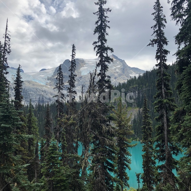 전나무,tree,나무,아비,abies,식물,fir,plant,자연,풍경,nature,landscape