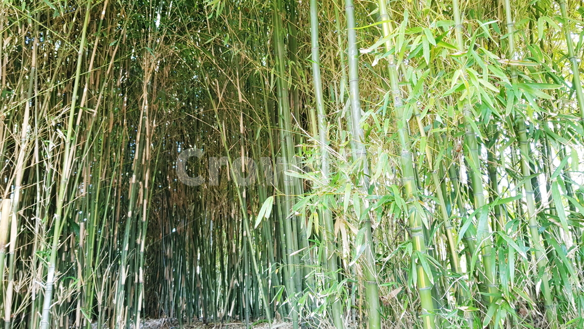 대나무,대나무숲,공원,정원,숲,나무,자연,풍경,nature,landscape,plant,식물