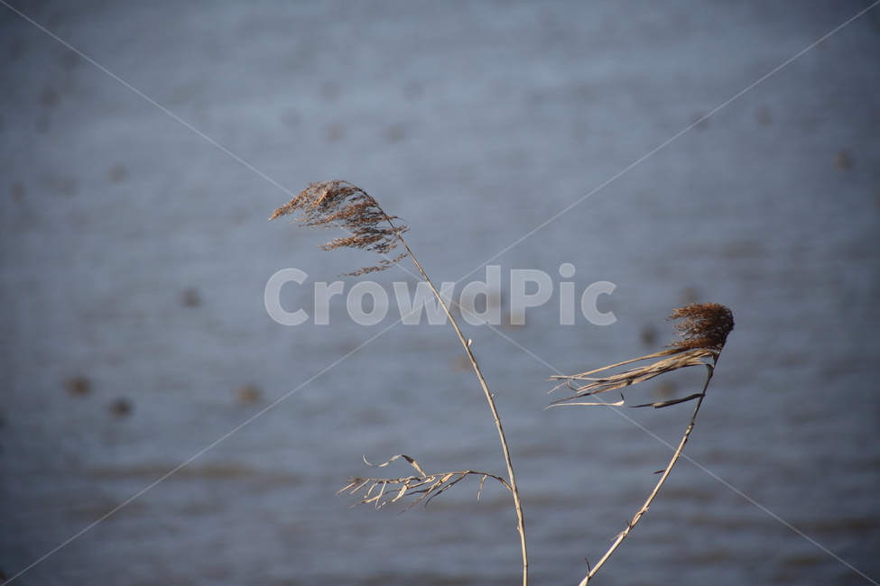 grass,plant,식물,갈대,겨울갈대,식물,자연,plants,nature