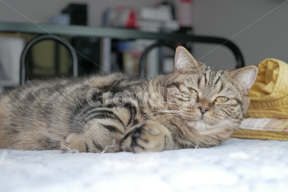 고양이,개냥이,애교,표정,얼굴,동물,귀여운,동물,animal,포유류,mammal,고양이,cat,kitten,kitty