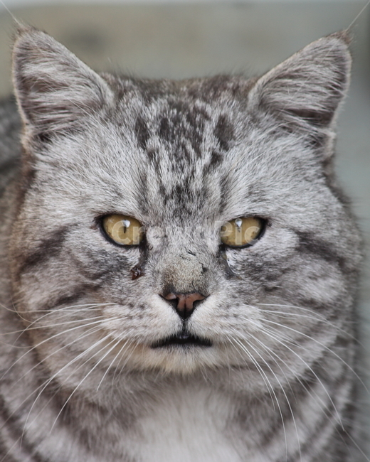 반려묘,고양이,길냥이,동물,cat,동물,animal,포유류,mammal,고양이,cat,kitten,kitty