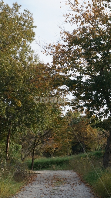 숲,길,오솔길,산길,나무,하늘,가을,자연,가을,계절,fall,autumn,season,자연,풍경,nature,landscape,plant,식물,tree,tree trunk,나무 줄기