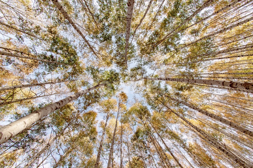 tree,나무,plant,식물,인제,인제자작나무,자작나무,원대리자작나무,자작나무숲,자연,풍경,nature,landscape,식물,plants,나무,trees,wood