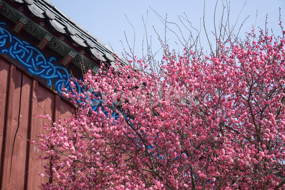 홈매화,봄날,봉은사,감성사진,스냅,봄,계절,springseason,식물,자연,plants,nature,꽃,flower,봄,계절,spring,season,한국전통,한국문화,korean traditional,korean culture,식물,자연,plants,nature,꽃,flower,plant