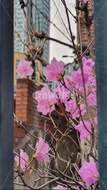 plant,식물,flower,geranium,제라늄,blossom,꽃,진달래,봄,spring