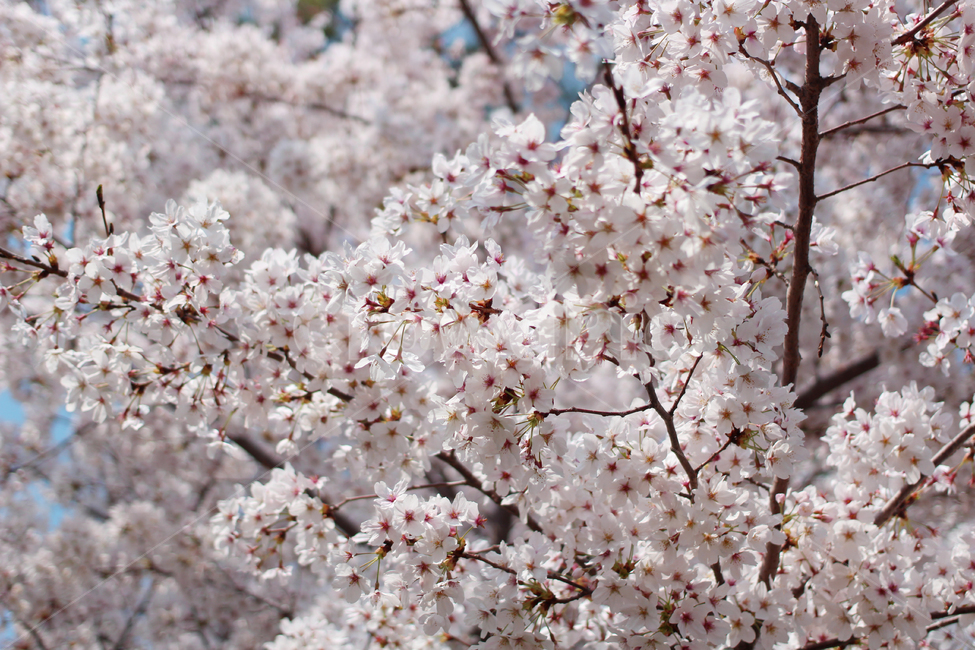 벚꽃,만개,봄,벚꽃나무,벚꽃잎,봄,계절,spring,season,식물,자연,plants,nature,꽃,flower,plant,blossom